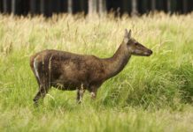 Властите разследват убийство на сърни