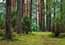 Старопланинските поделения на ЮДЗП в Рибарица и Черни вит се обединяват с „ДГС Тетевен”