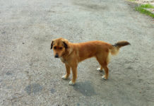 Правителството прие Национална програма за овладяване популацията на безстопанствените кучета на територията на България