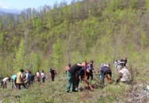 Ученици положиха грижи за новозалесена гора