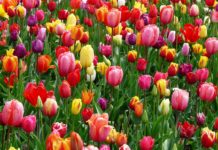 Цветница е! Празнуват всички с имена на цветя