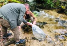 Извършиха разселване на 160 000 балкански пъстърви в планинските притоци на реките Струма, Места и Вит