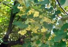 Забранява се брането на липов цвят на територията на гр. Тетевен