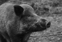 Над 10 случая на африканска чума при диви свине са констатирани през 2019 г. на територията на ЮЗДП