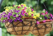 Над 4000 стръкчета цветя бяха засадени в централната градска част на Тетевен