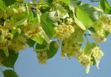 Забранява се брането на липов цвят