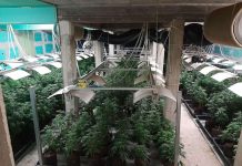 Разкриха оранжерия за отглеждане на марихуана в Голям извор