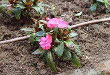 Засадиха нови цветни стръкчета в централната градска част на Тетевен