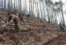 Бяха залесени близо 16 декара общинска гора край село Черни Вит