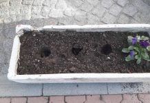 Чрез новата система за видео наблюдение бе установен извършител на изкореняване на цветни стръкчета в центъра на Тетевен (видео)