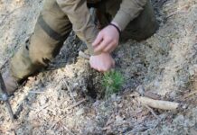 Близо 400 фиданки бяха засадени по случай Деня на земята