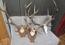 Двама са задържани в РУ Тетевен по подозрение в бракониерство